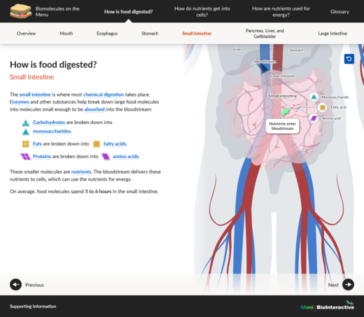 Animated diagram of digestive system